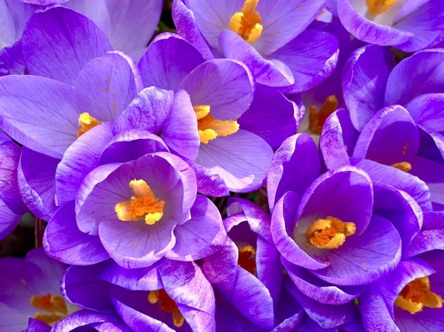 IMG_0158.jpg?type=w966