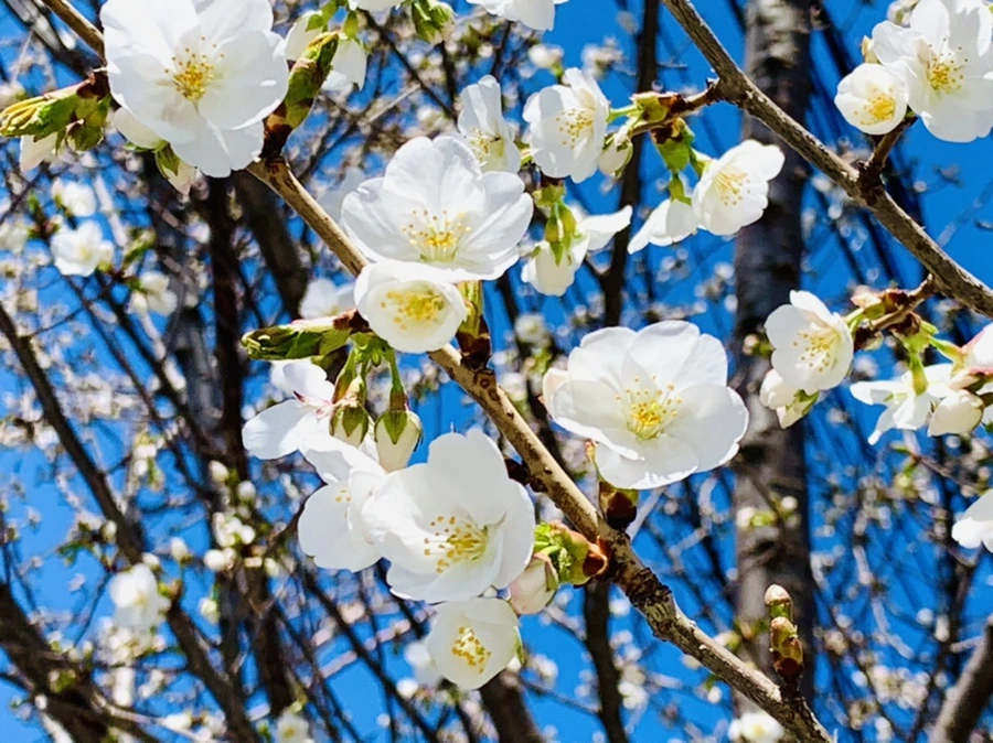 IMG_8118.jpg?type=w966