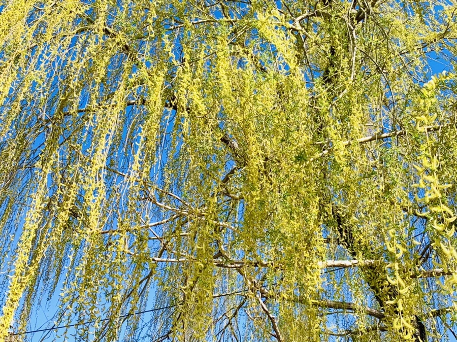 IMG_7576.jpg?type=w966