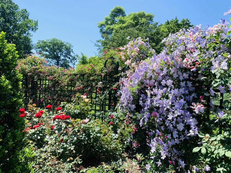 IMG_4172.jpg?type=w966