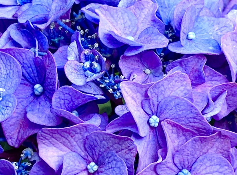 IMG_8772.jpg?type=w966