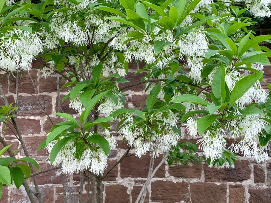 IMG_5069.jpg?type=w966