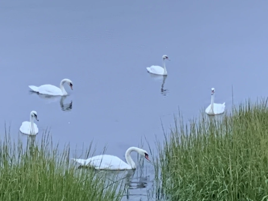 IMG_6631.jpg?type=w966