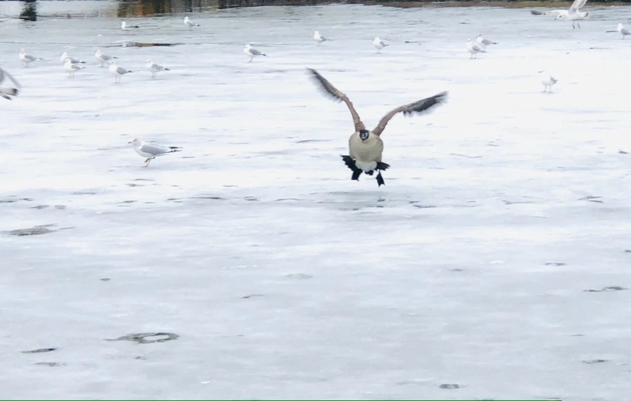 IMG_6249.jpg?type=w966