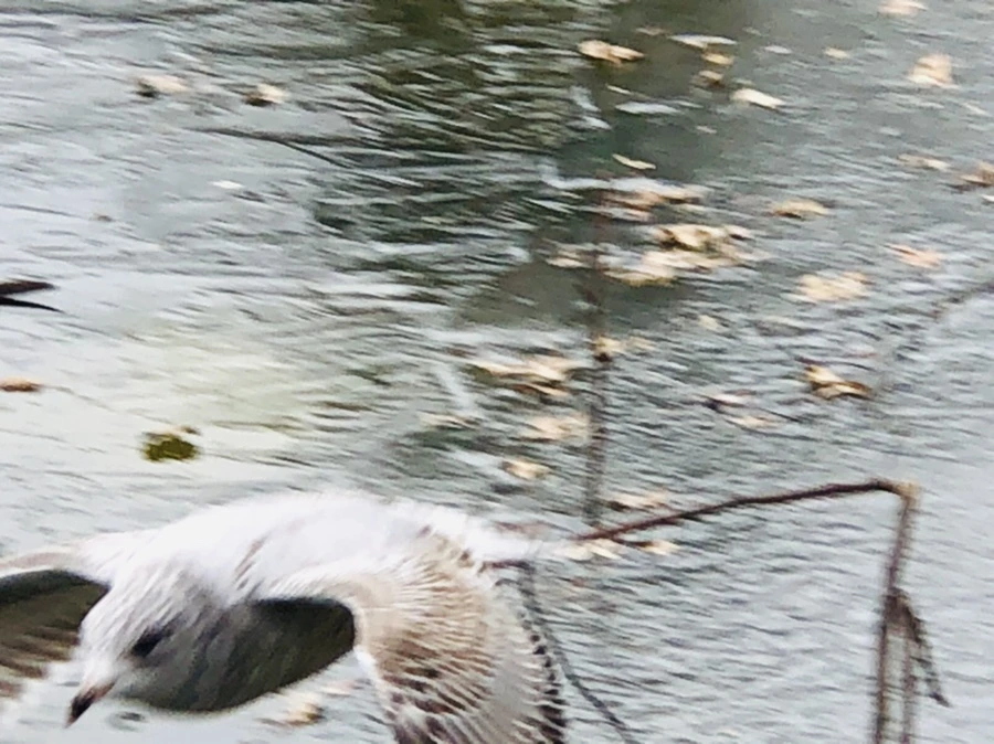 IMG_8624.jpg?type=w966