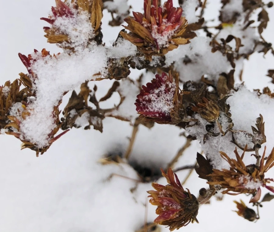 IMG_3313.jpg?type=w966