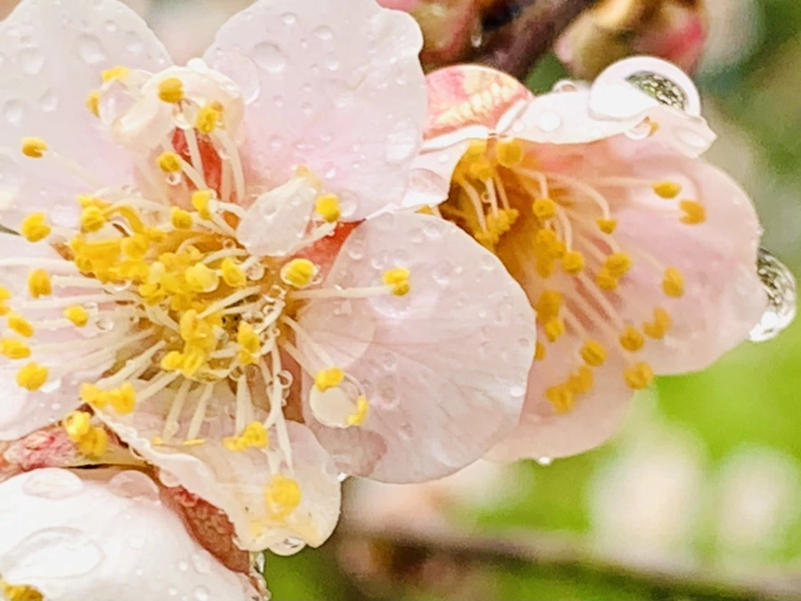 IMG_1960.jpg?type=w966