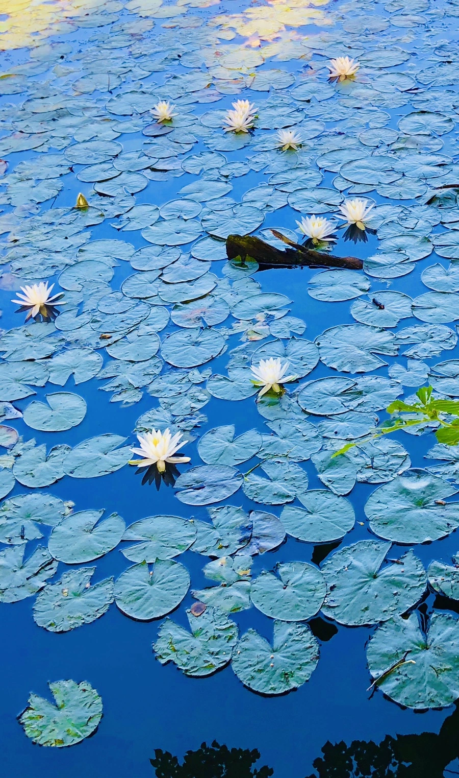 IMG_3786.jpg?type=w966