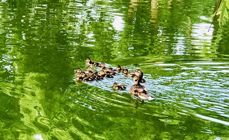 IMG_1121.jpg?type=w966