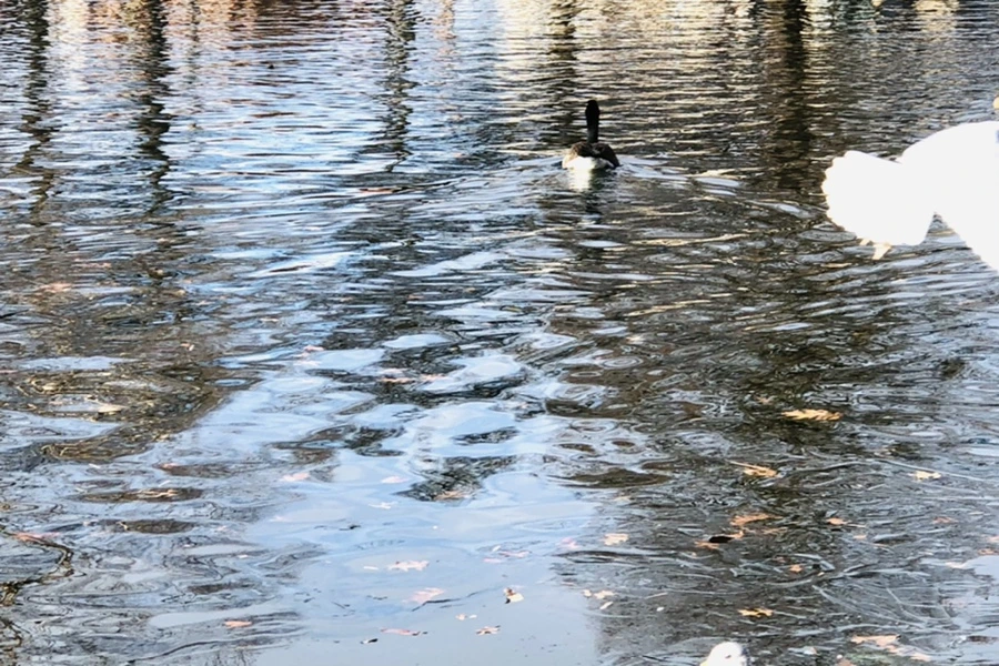 IMG_1804.jpg?type=w966