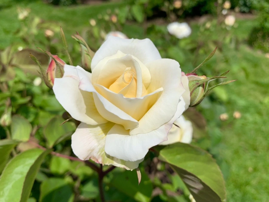 IMG_5878.jpg?type=w966