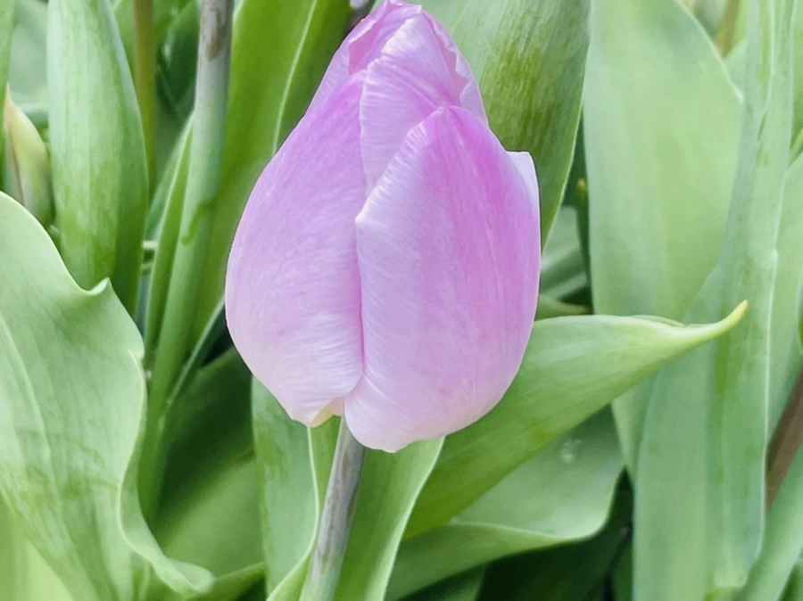 IMG_1410.jpg?type=w966