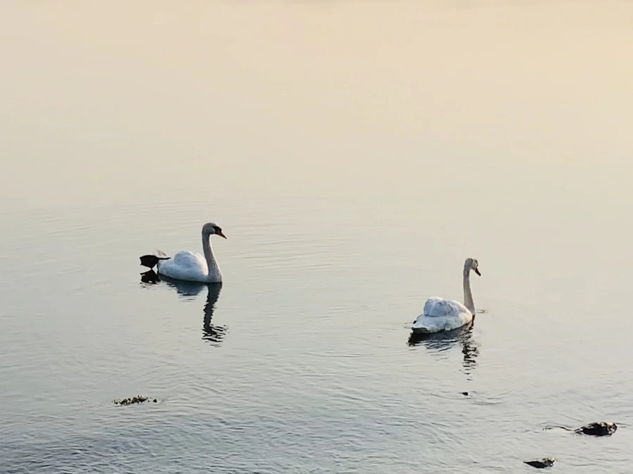 IMG_6108.jpg?type=w966