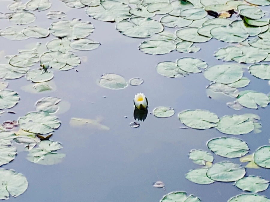 IMG_7907.jpg?type=w966