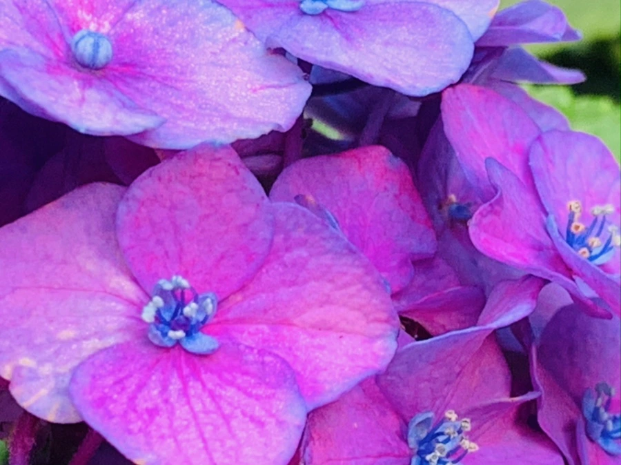 IMG_1032.jpg?type=w966