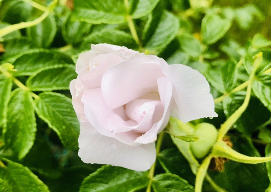 IMG_8108.jpg?type=w966