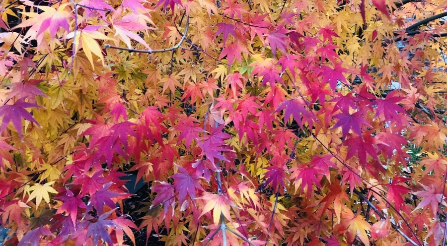 IMG_5801.jpg?type=w966