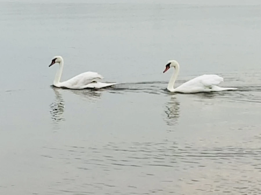 IMG_0334.jpg?type=w966