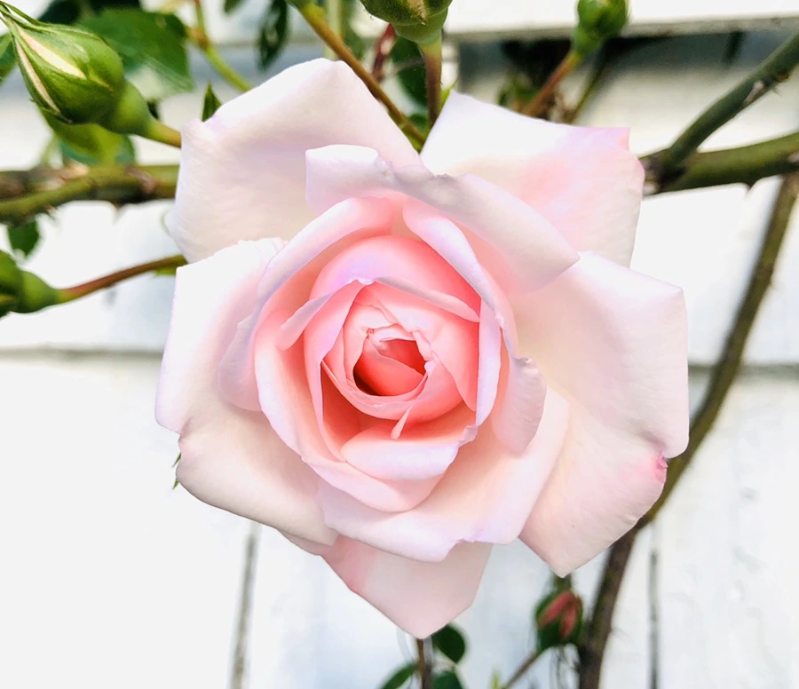 IMG_7774.jpg?type=w966