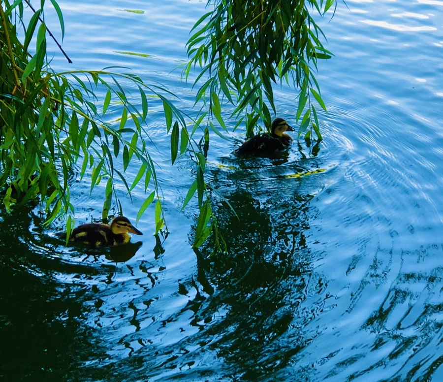 IMG_2511.jpg?type=w966