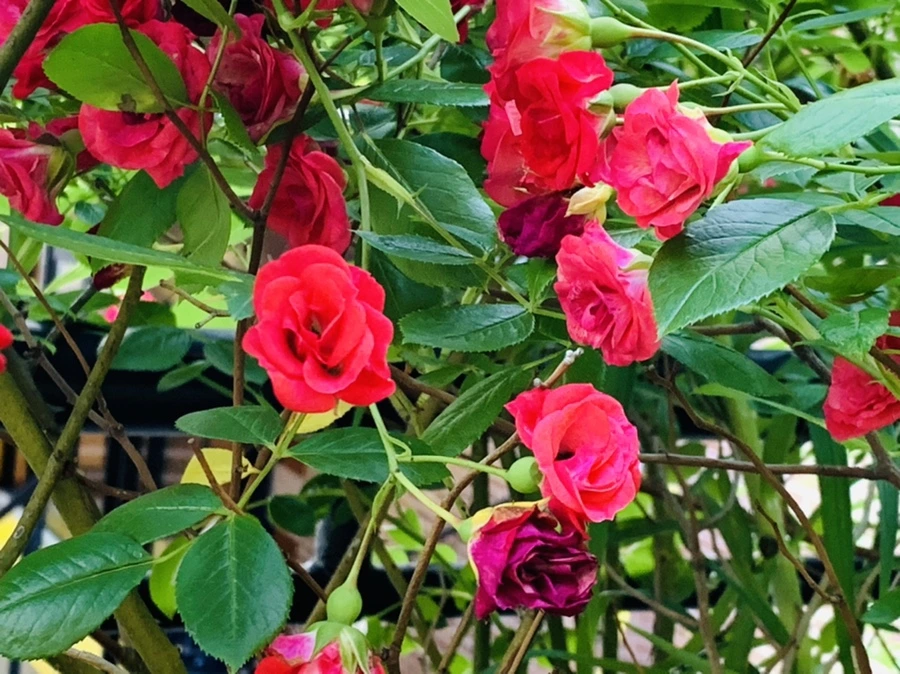 IMG_5222.jpg?type=w966