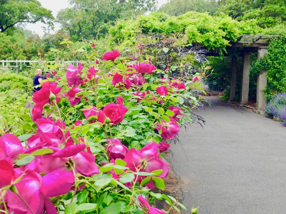 IMG_2253.jpg?type=w966