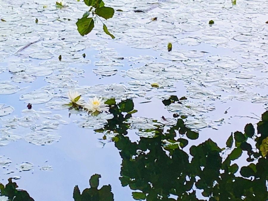 IMG_3173.jpg?type=w966