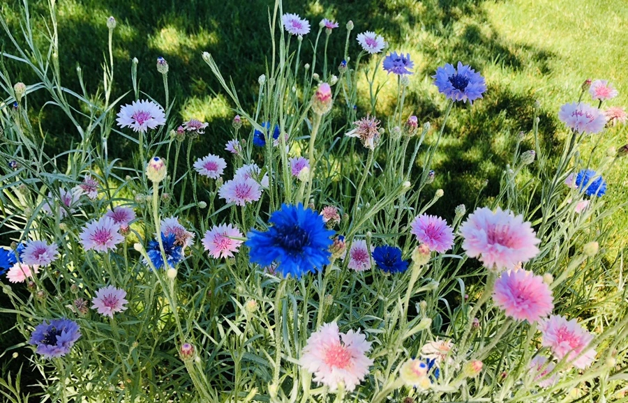 IMG_8543.jpg?type=w966