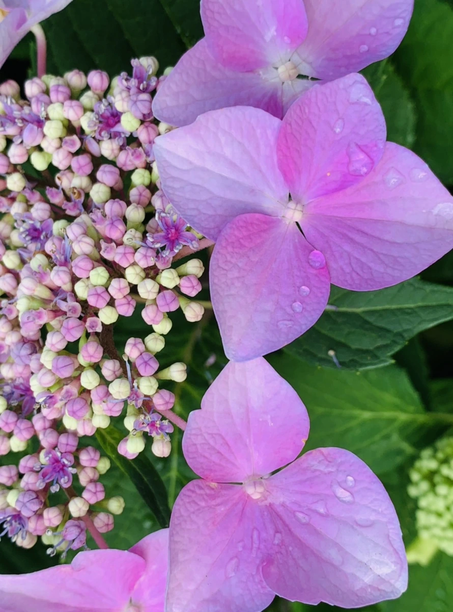 IMG_6012.jpg?type=w966