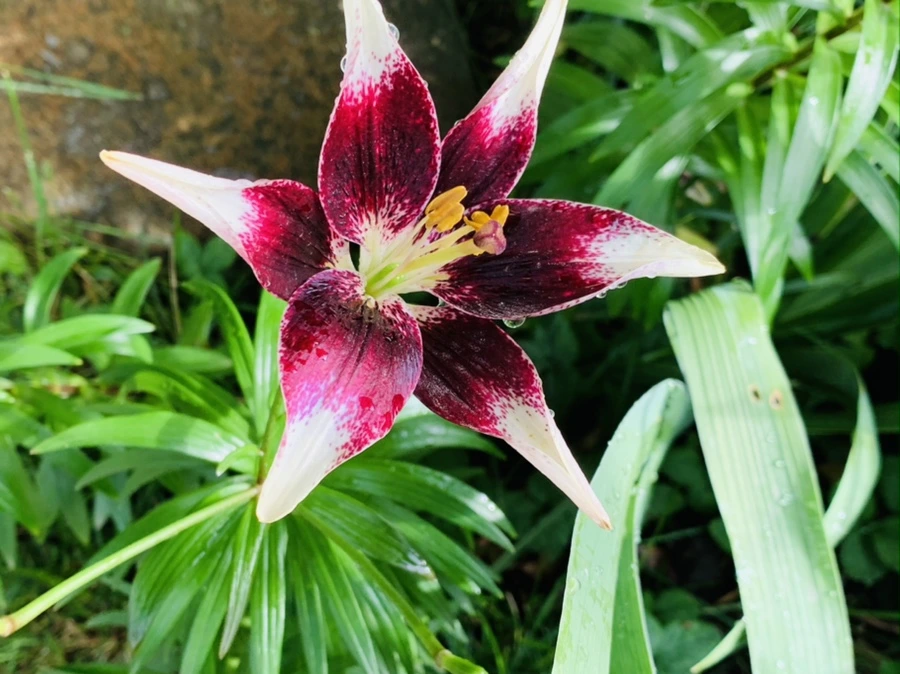 IMG_7321.jpg?type=w966