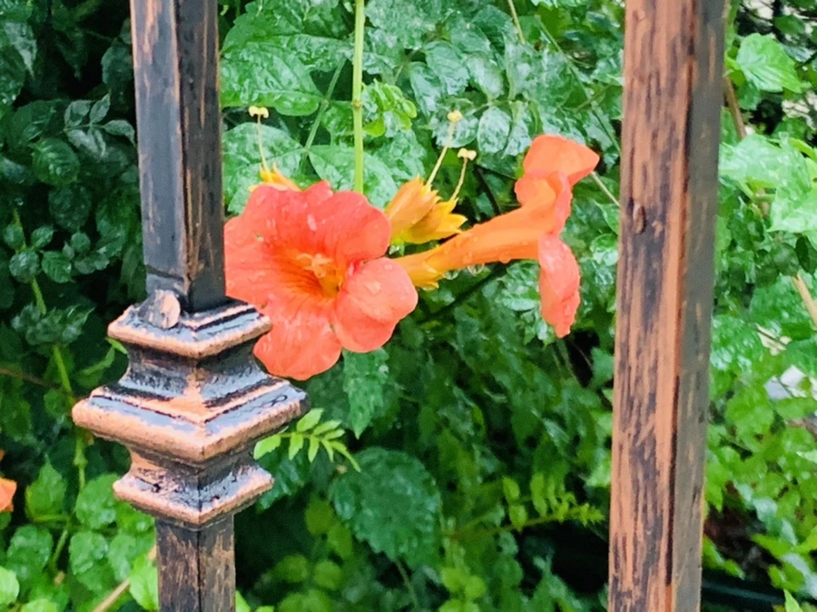 IMG_3709.jpg?type=w966