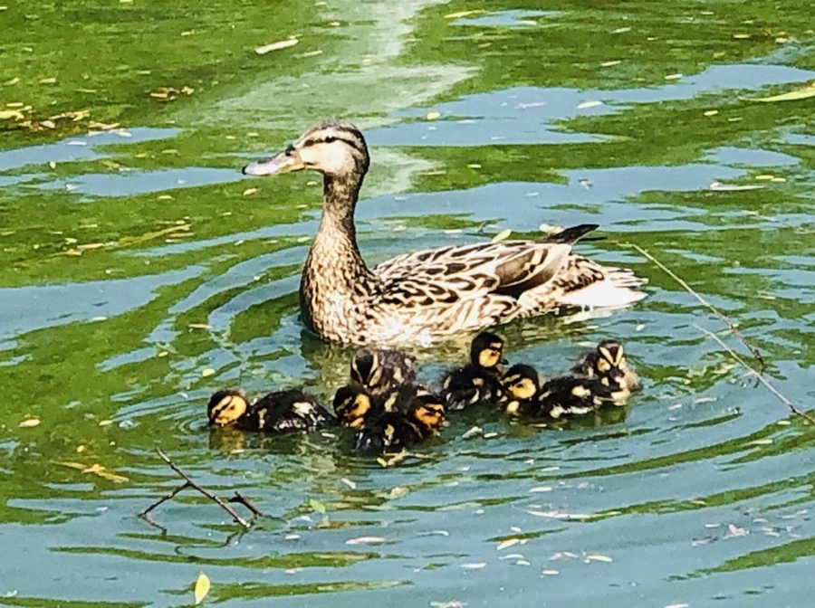 IMG_4855.jpg?type=w966