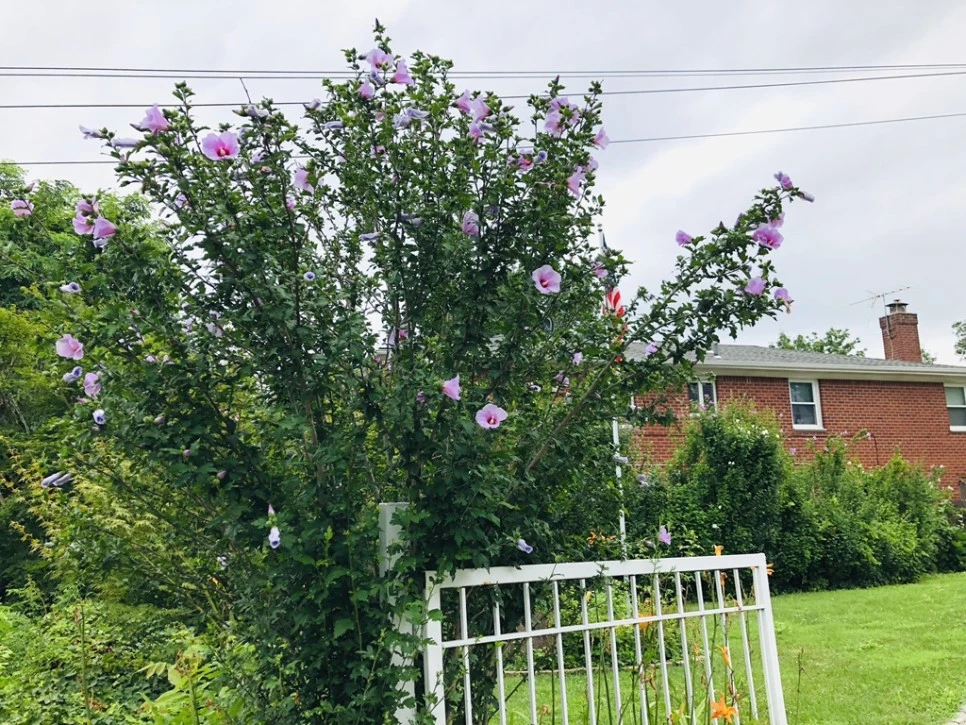 IMG_7742.jpg?type=w966