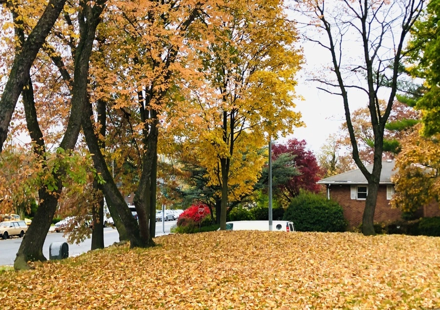 IMG_4389.jpg?type=w966