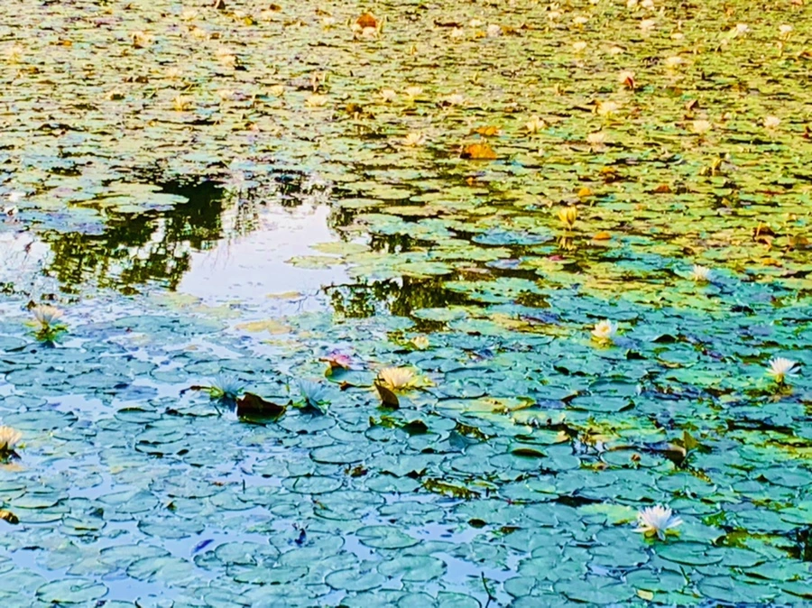 IMG_1064.jpg?type=w966