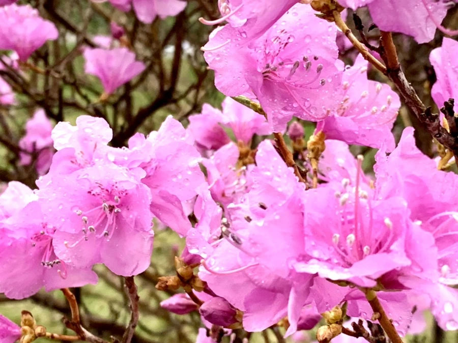 IMG_4931.jpg?type=w966