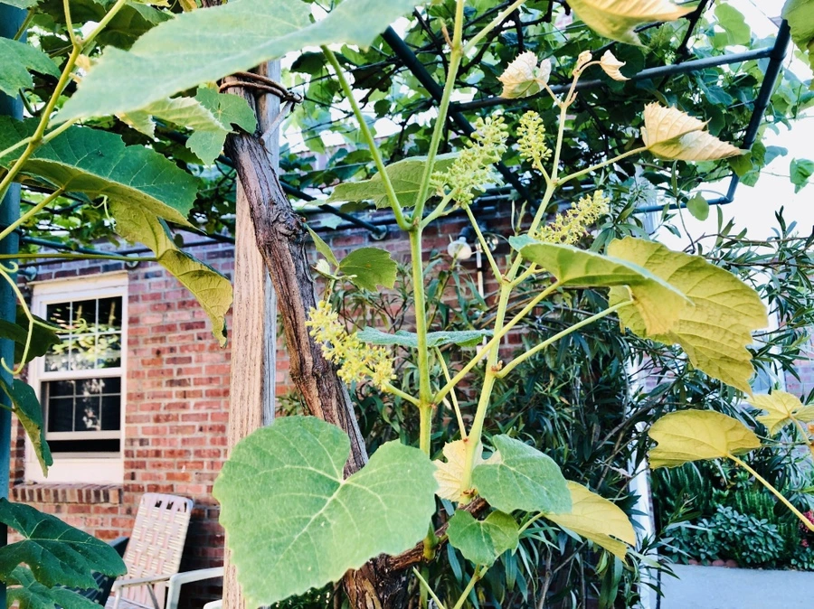 IMG_8414.jpg?type=w966