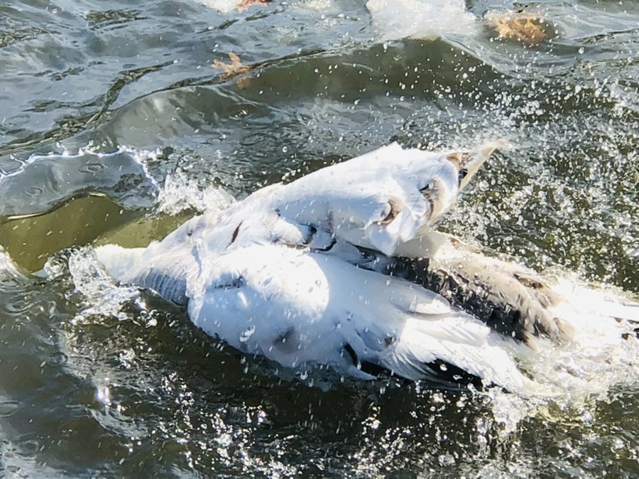 IMG_5420.jpg?type=w966