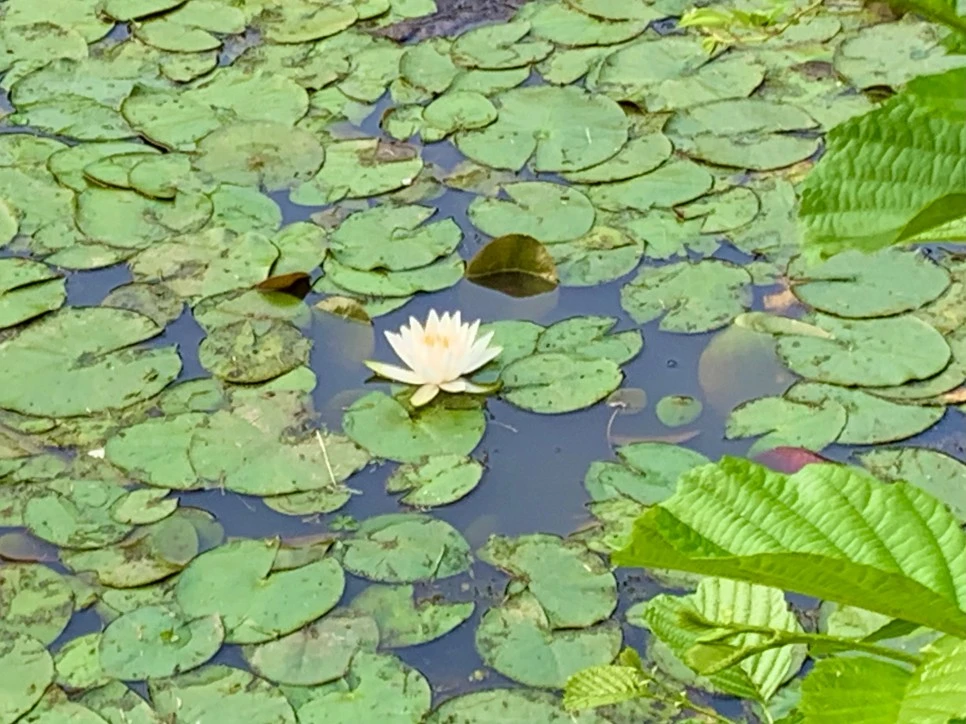 IMG_8622.jpg?type=w966