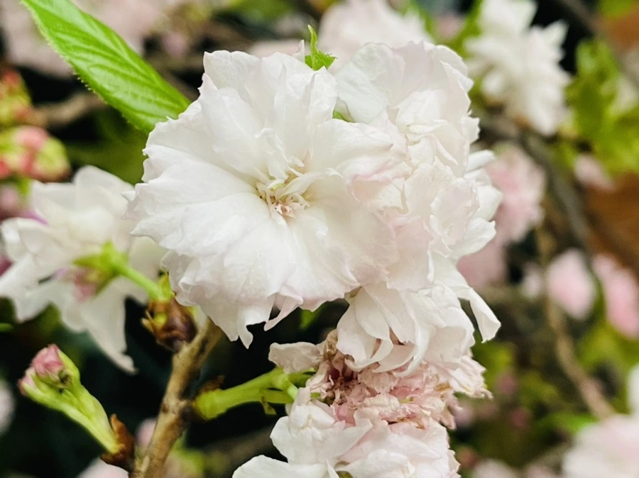 IMG_5376.jpg?type=w966