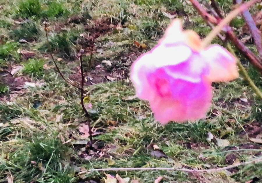 IMG_8234.JPG?type=w966