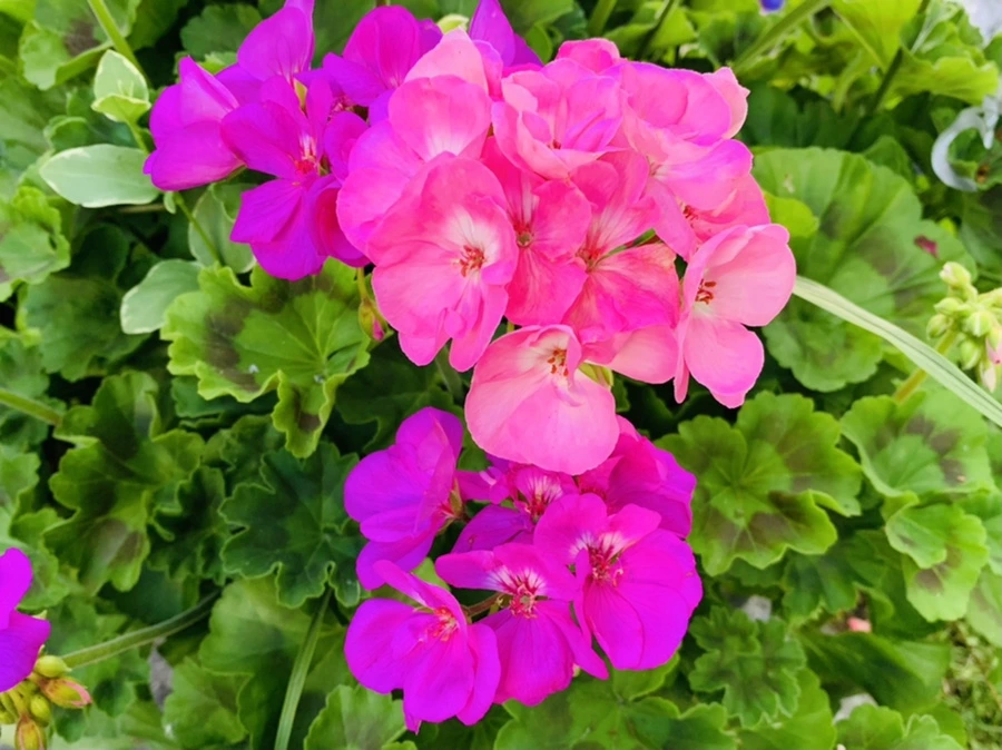 IMG_3018.jpg?type=w966