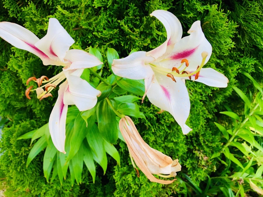 IMG_2473.jpg?type=w966