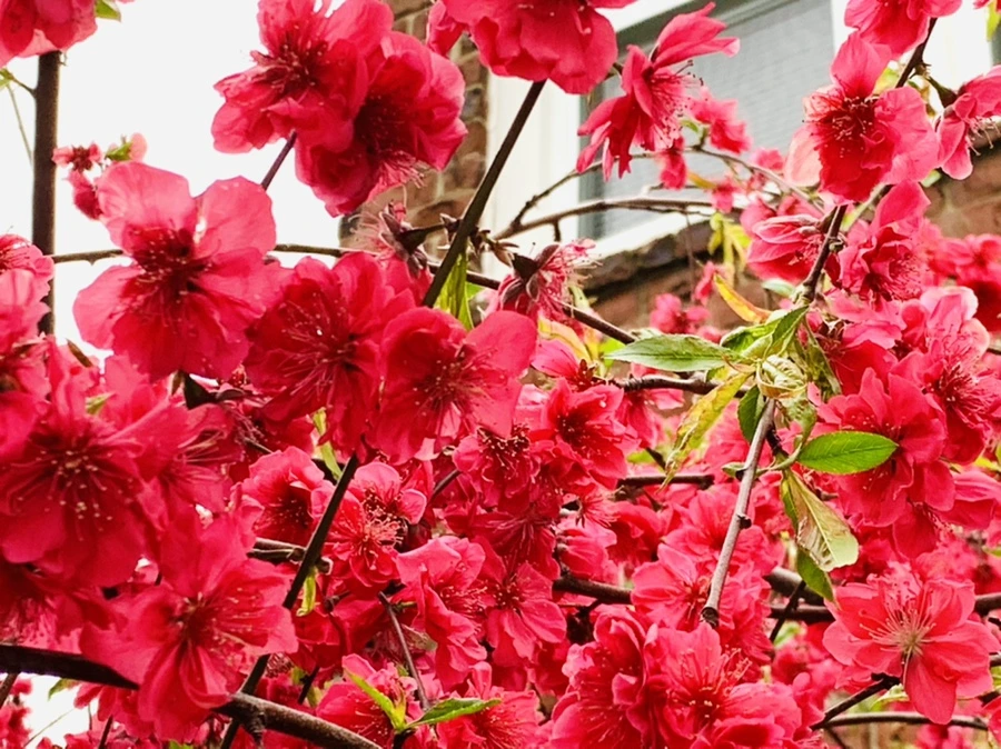 IMG_8030.jpg?type=w966