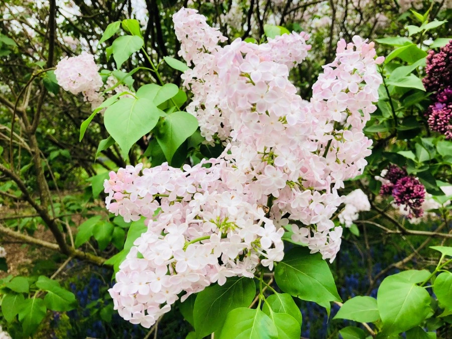 IMG_5468.jpg?type=w966