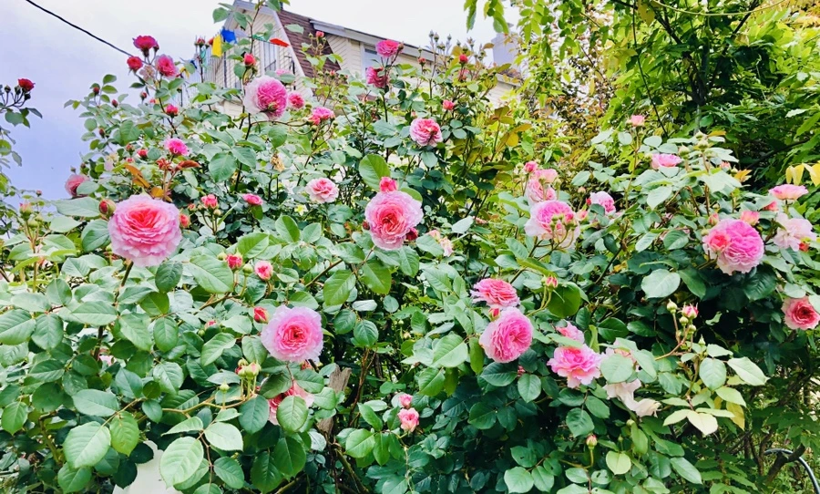 IMG_7586.jpg?type=w966