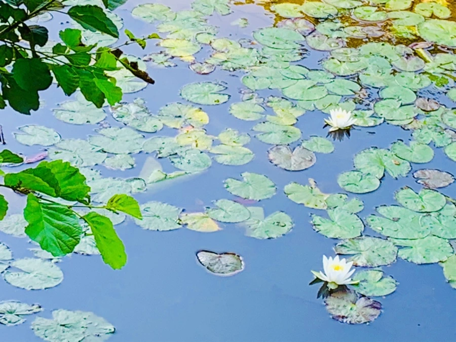 IMG_2111.jpg?type=w966