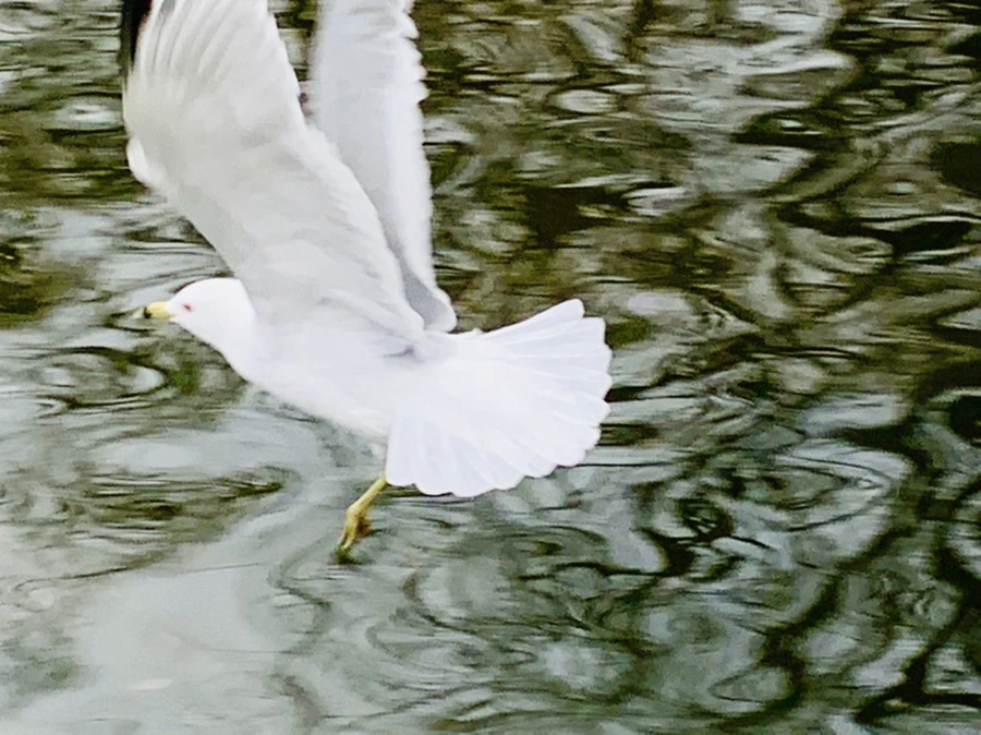 IMG_1756.jpg?type=w966