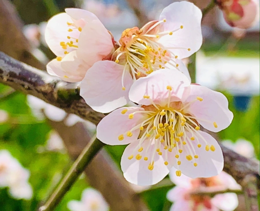 IMG_1043.jpg?type=w966