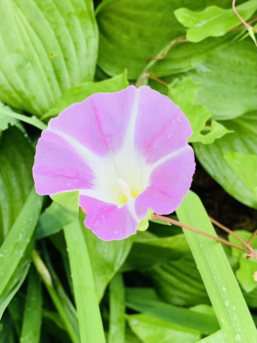 IMG_9618.jpg?type=w966